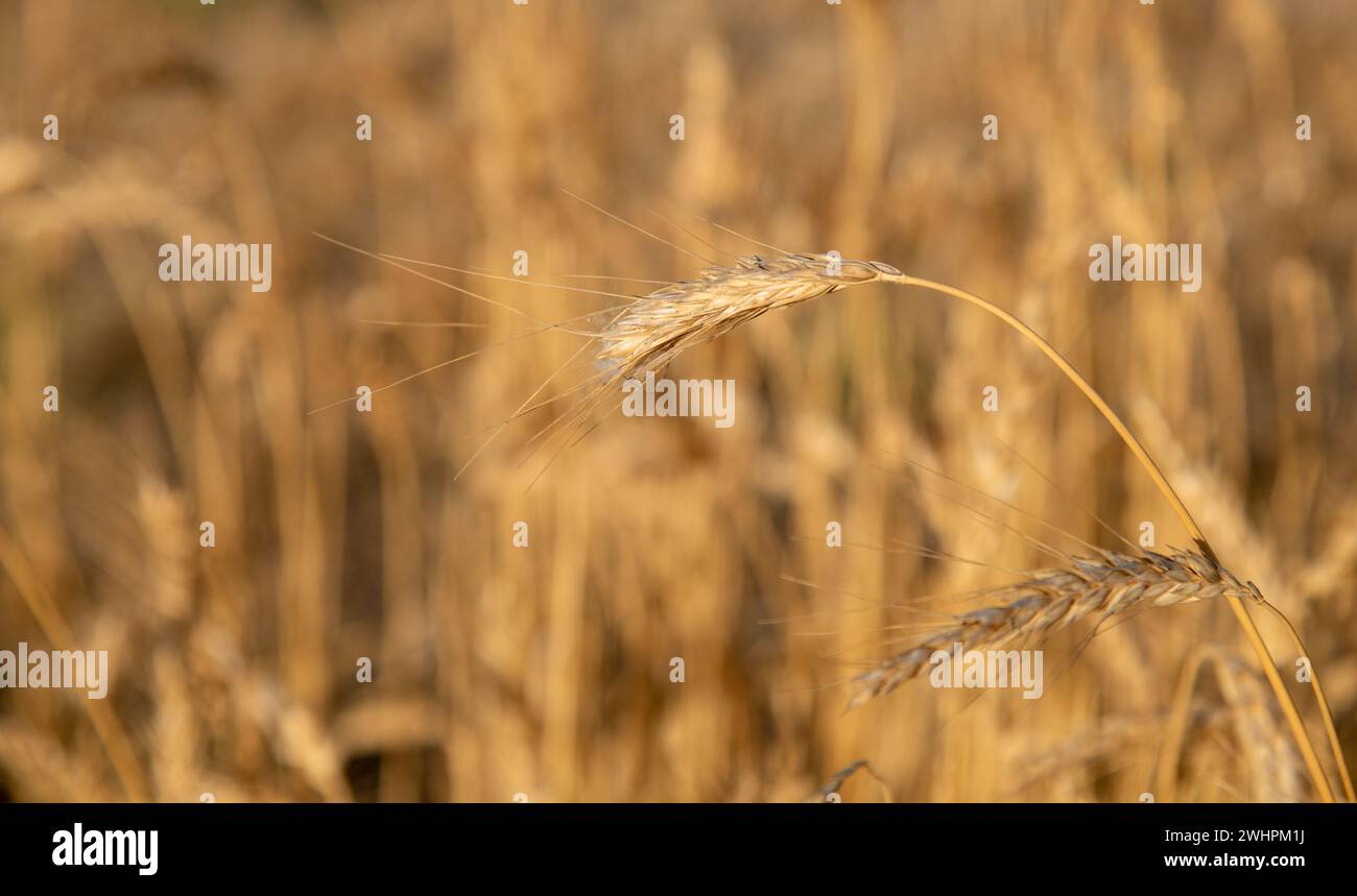 Primo piano di una pianta di cereali pronta per la raccolta. Cibo e pane Foto Stock