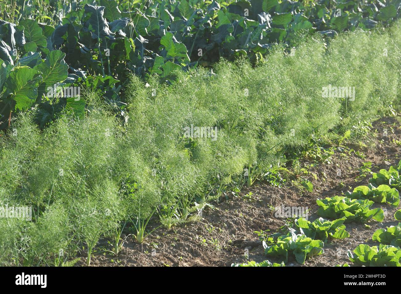Foeniculum vulgare var. Azorico, finocchio di Firenze Foto Stock