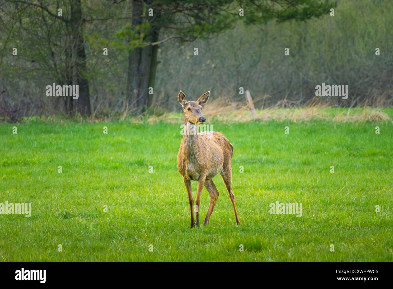 Una femmina di cervo in piedi in una radura verde Foto Stock