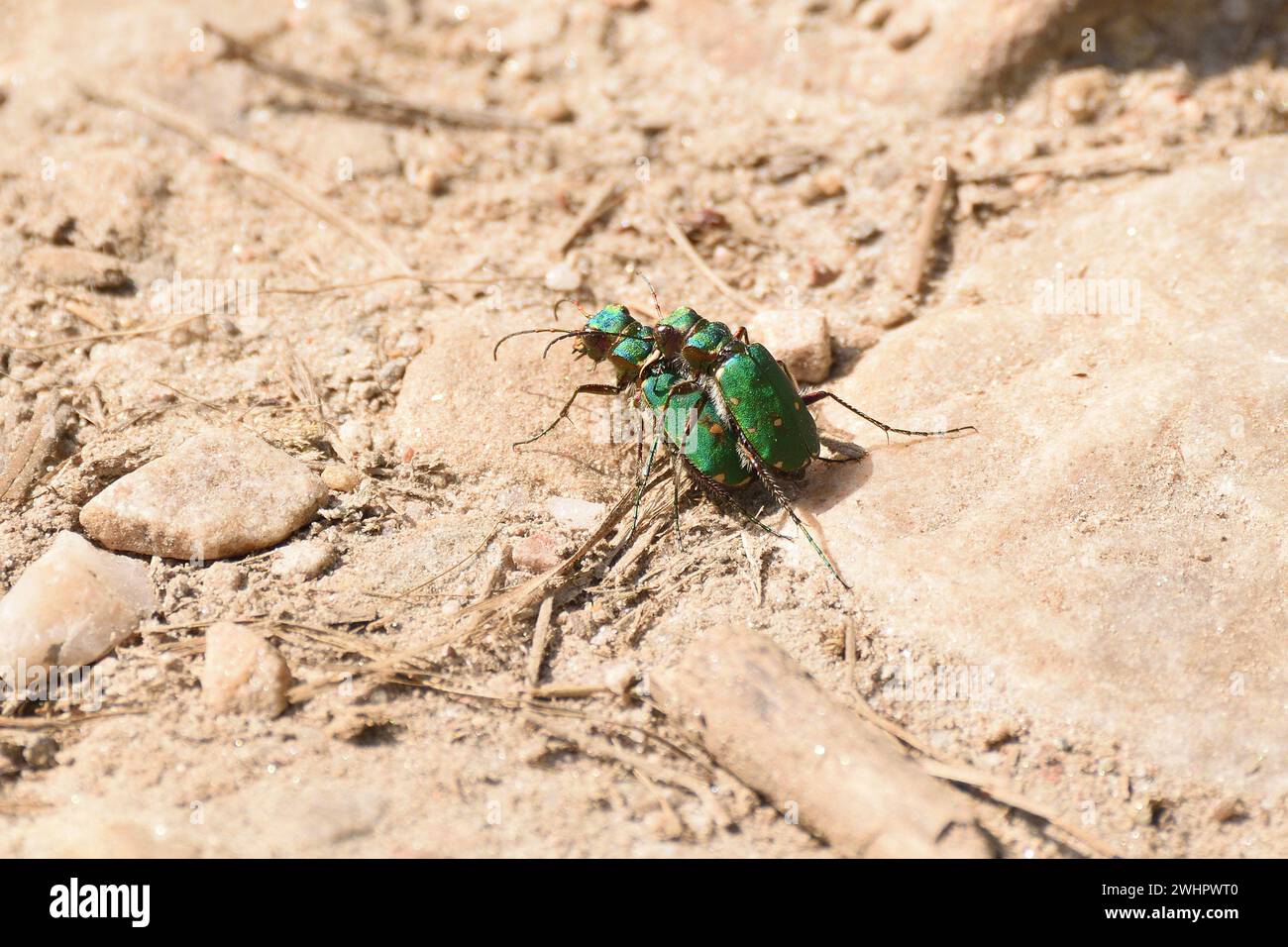 I coleotteri della Tigre verde si accoppiano su un sentiero di montagna sabbioso durante l'estate. Highlands, Scozia, Regno Unito. Foto Stock