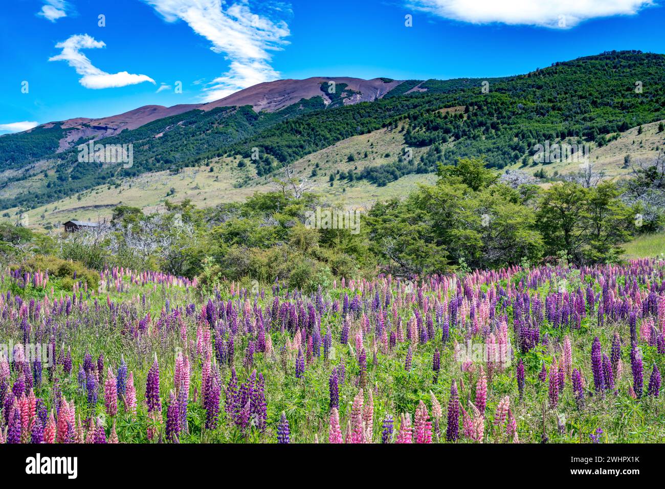 Flora selvatica nel Parco Nazionale Torres del Paine, in Patagonia cilena Foto Stock