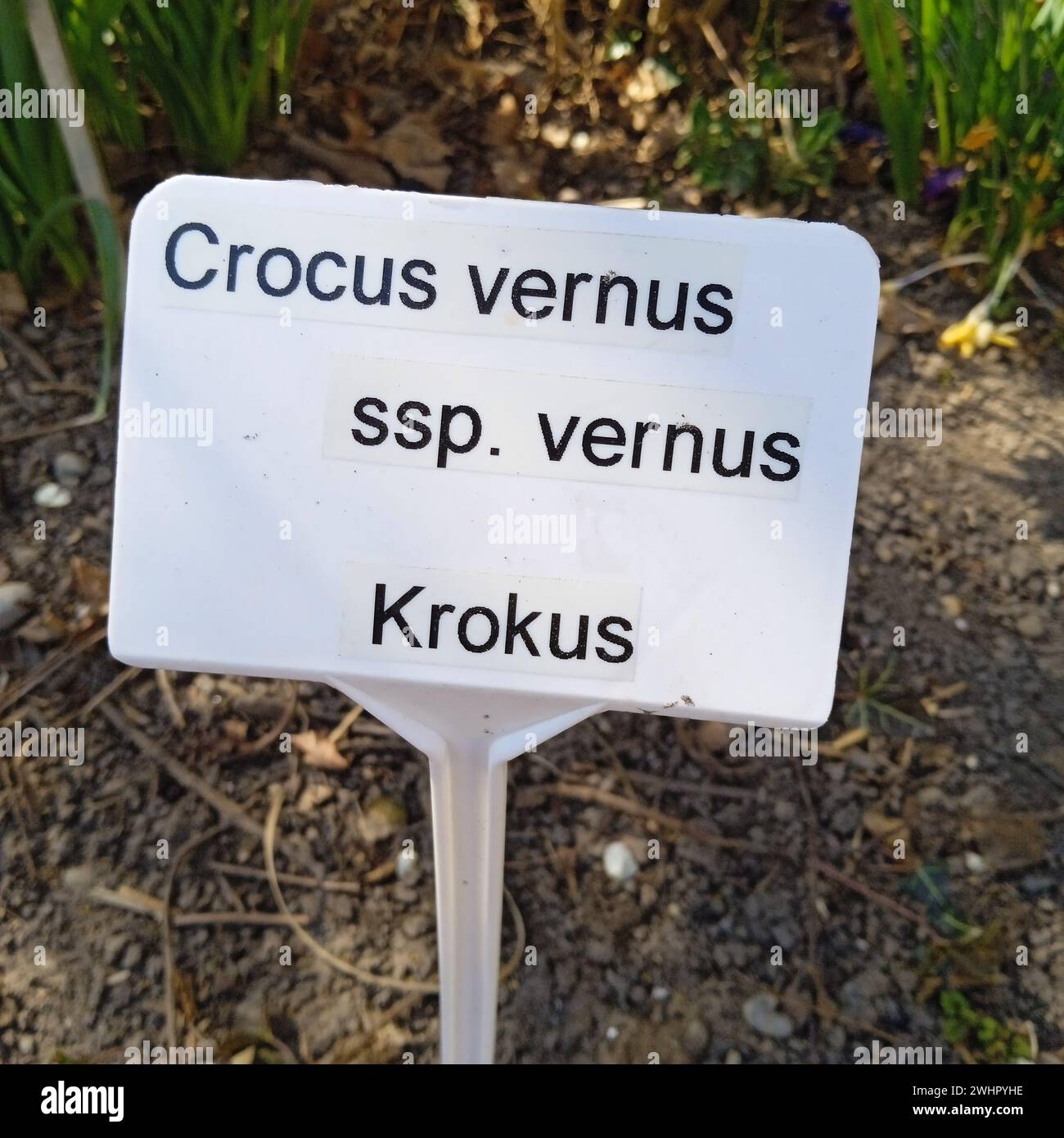 I fiori di croco fioriscono in primavera Foto Stock