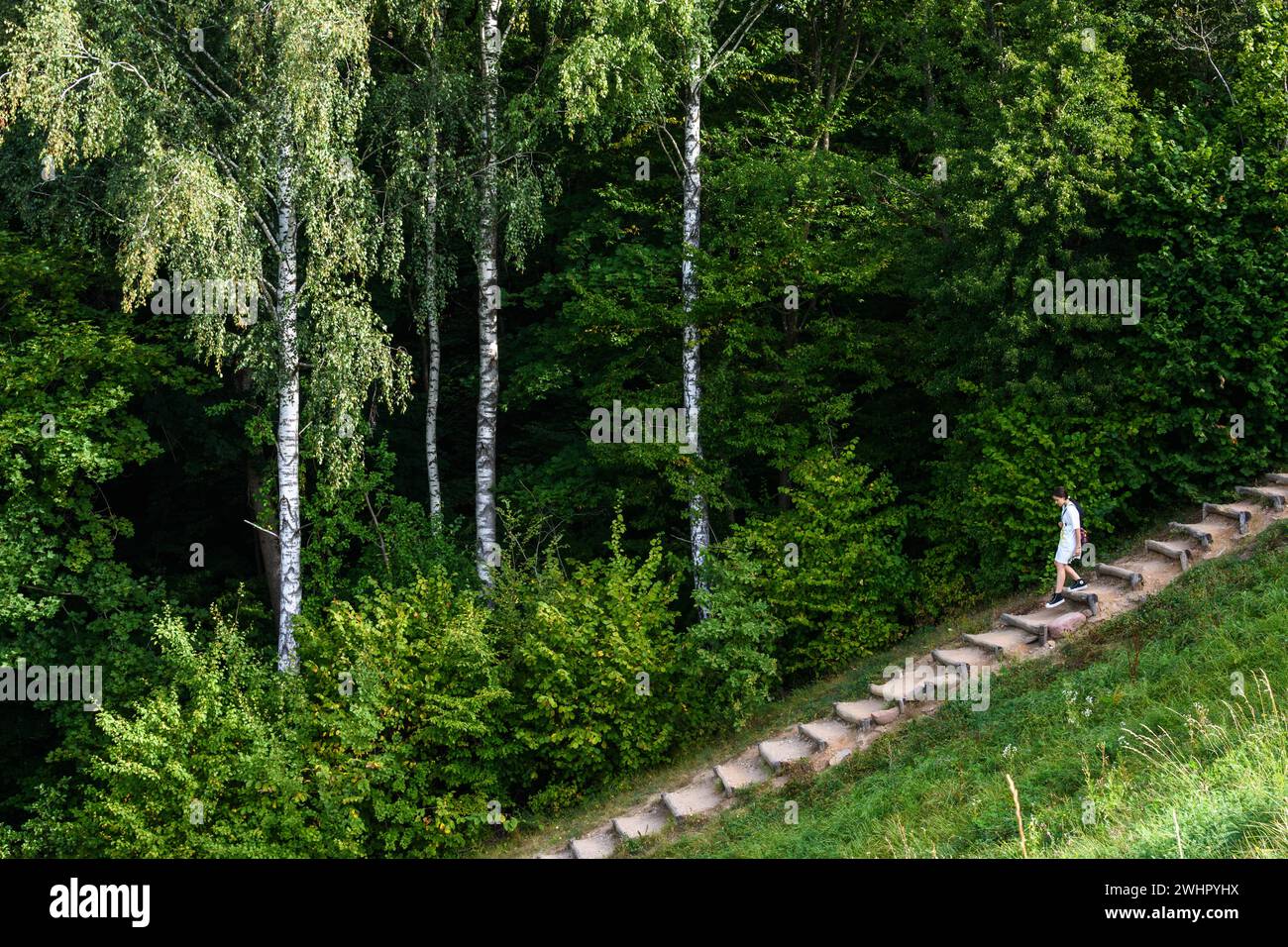 Natura selvaggia, verde estivo e foresta soleggiata piena di alberi e arbusti con una ragazza che cammina lungo il sentiero. Foto Stock