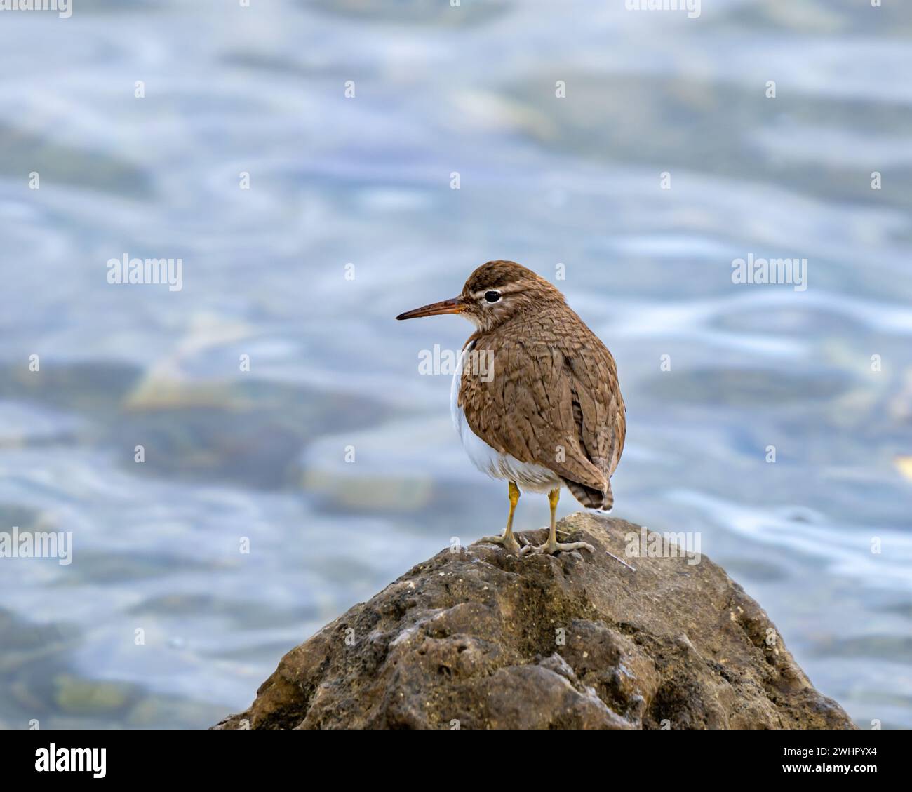 Sandpiper in piedi su una roccia, Convoy Jetty Trail, Convoy Point, Biscayne National Park, Florida Foto Stock