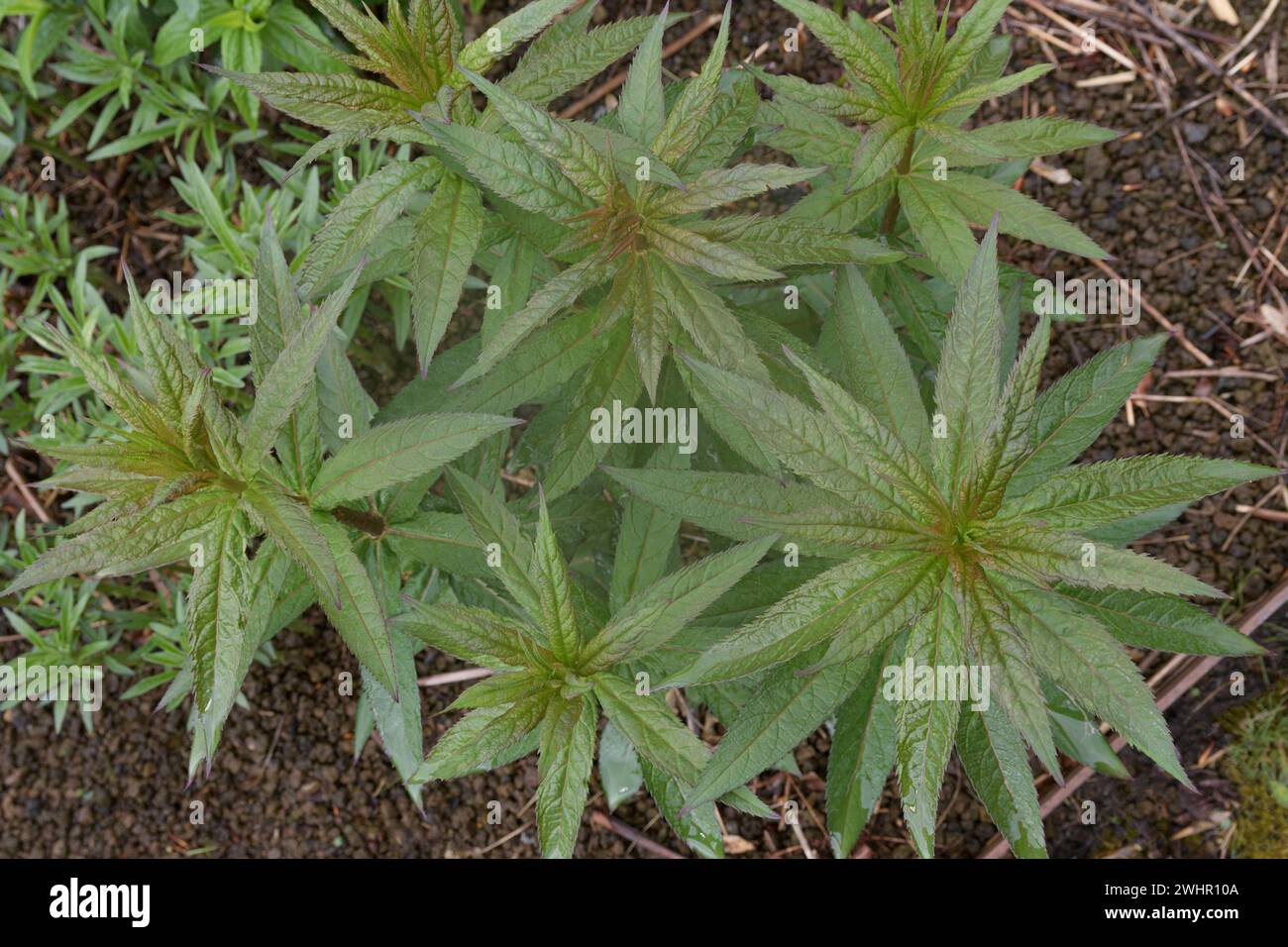 Cespugli di canapa e marijuana che crescono in un campo. aspetto naturale Foto Stock