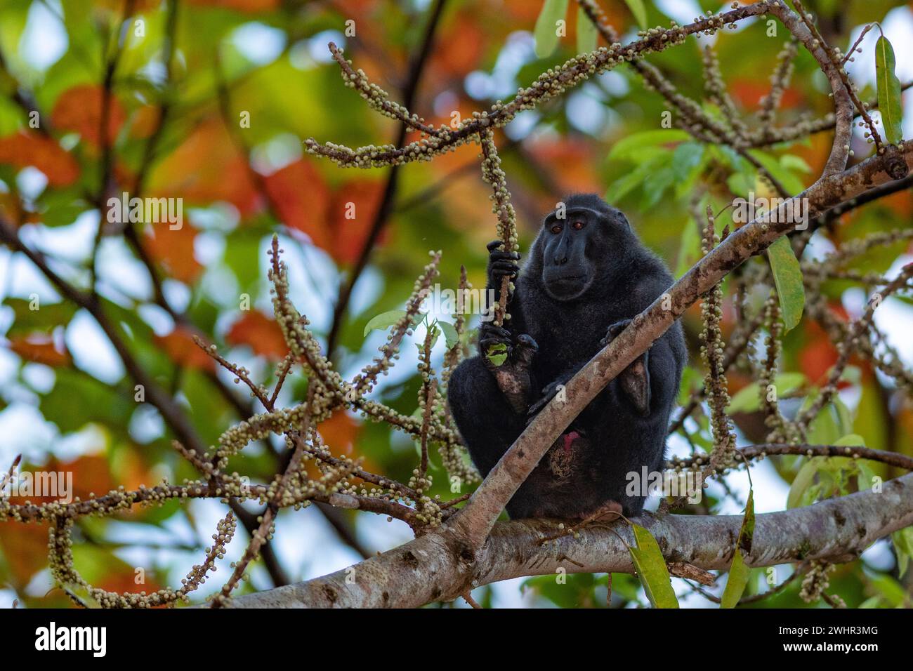 Macaco nero crestato (Macaca nigra) che si nutre di frutta nella riserva naturale di Tangkoko, nel nord di Sulawesi, Indonesia. Foto Stock