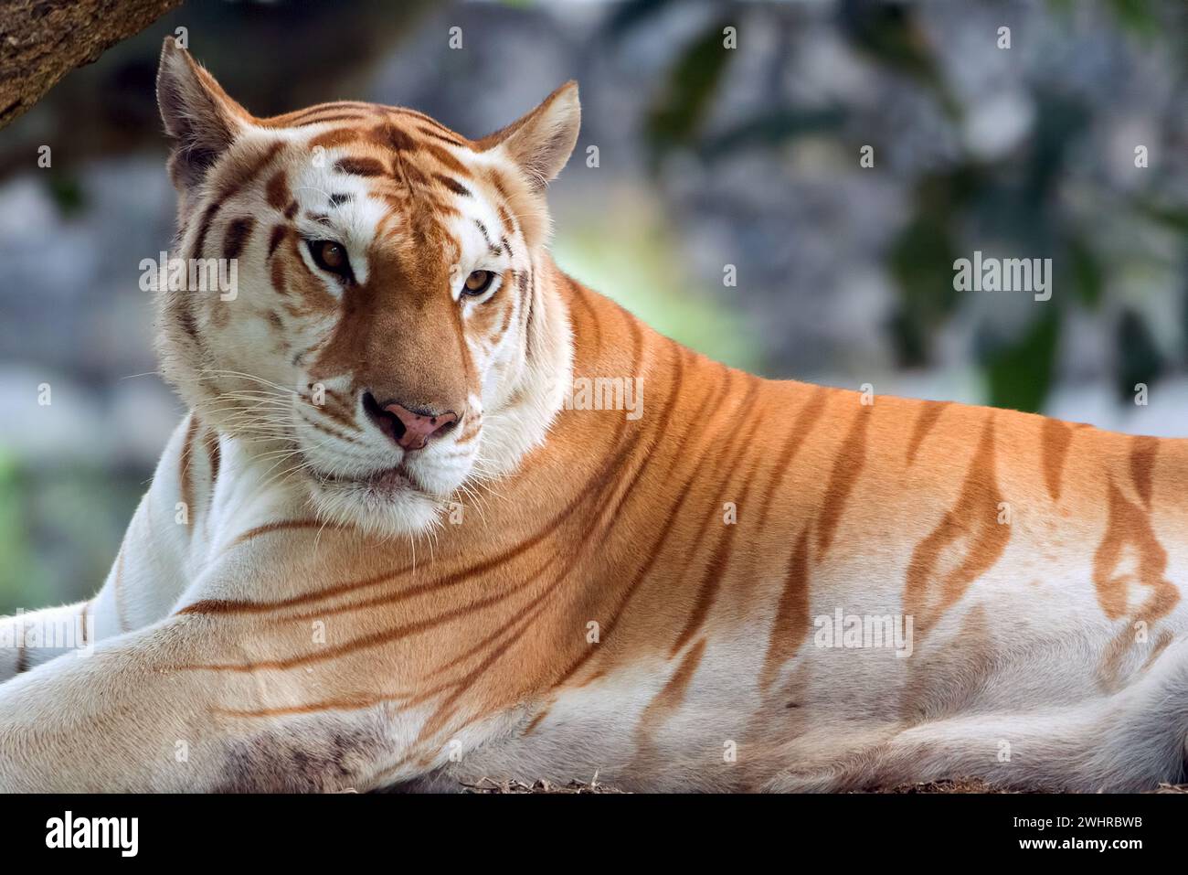 Rara tigre d'oro nel loro ambiente Foto Stock