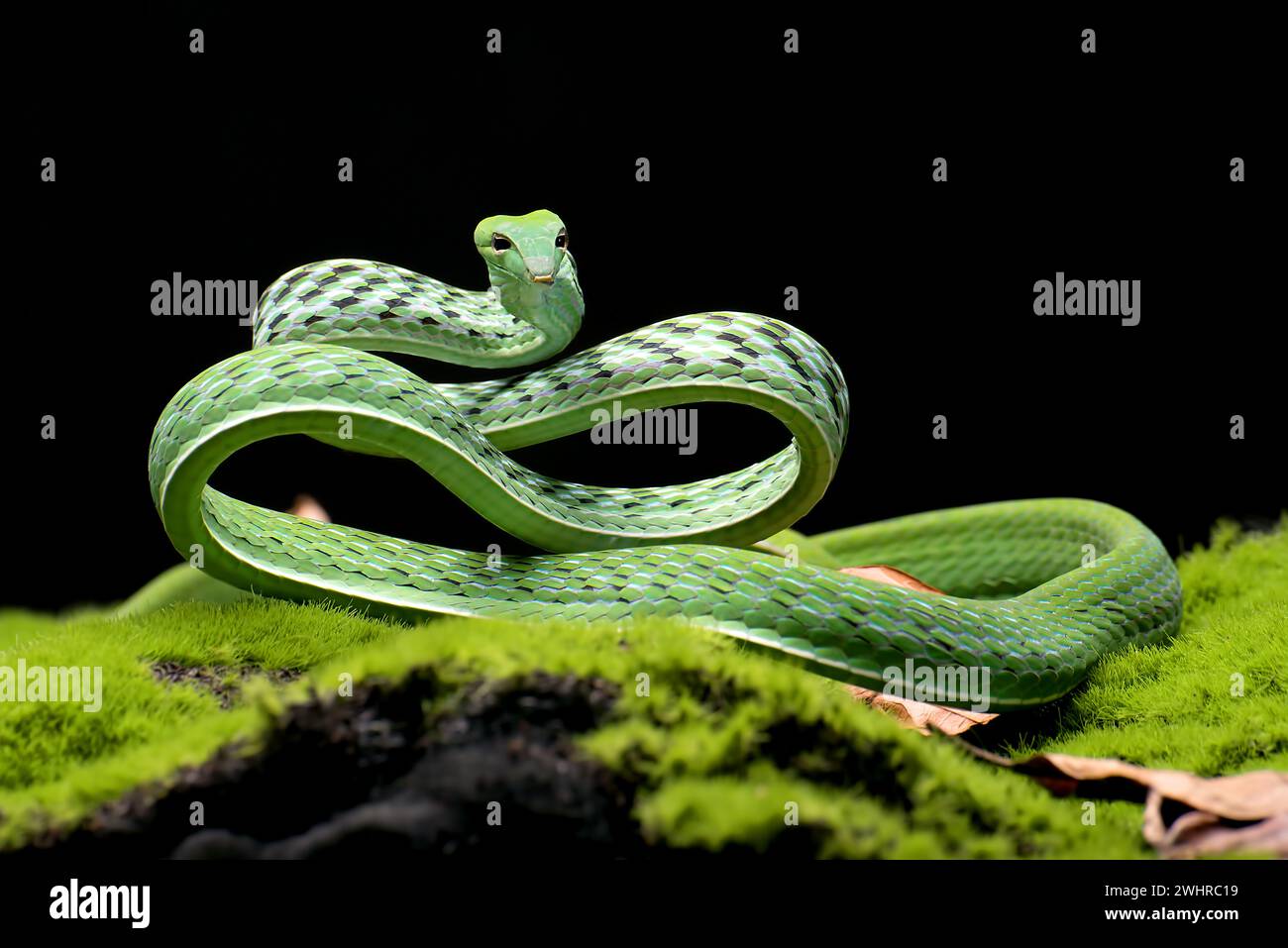 Serpente verde della vite in posizione di attacco Foto Stock