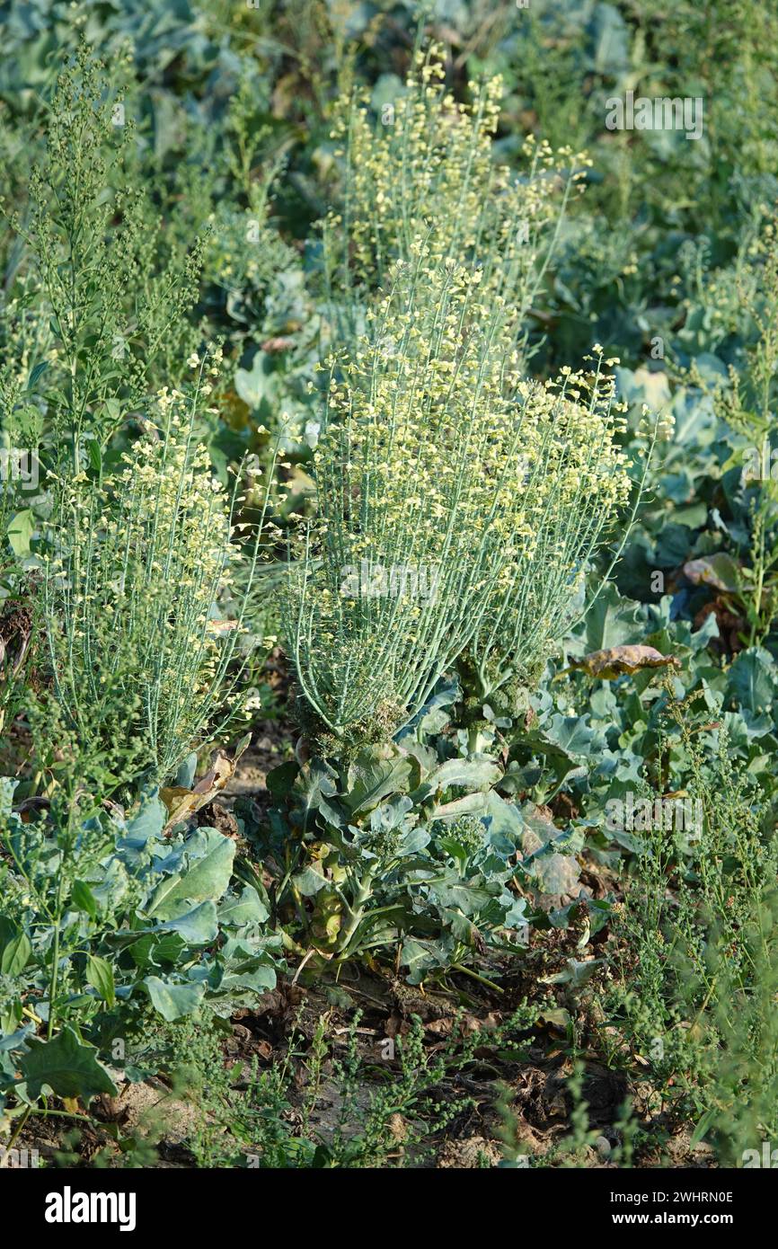 Brassica oleracea Brokkoli, broccoli, fioritura Foto Stock