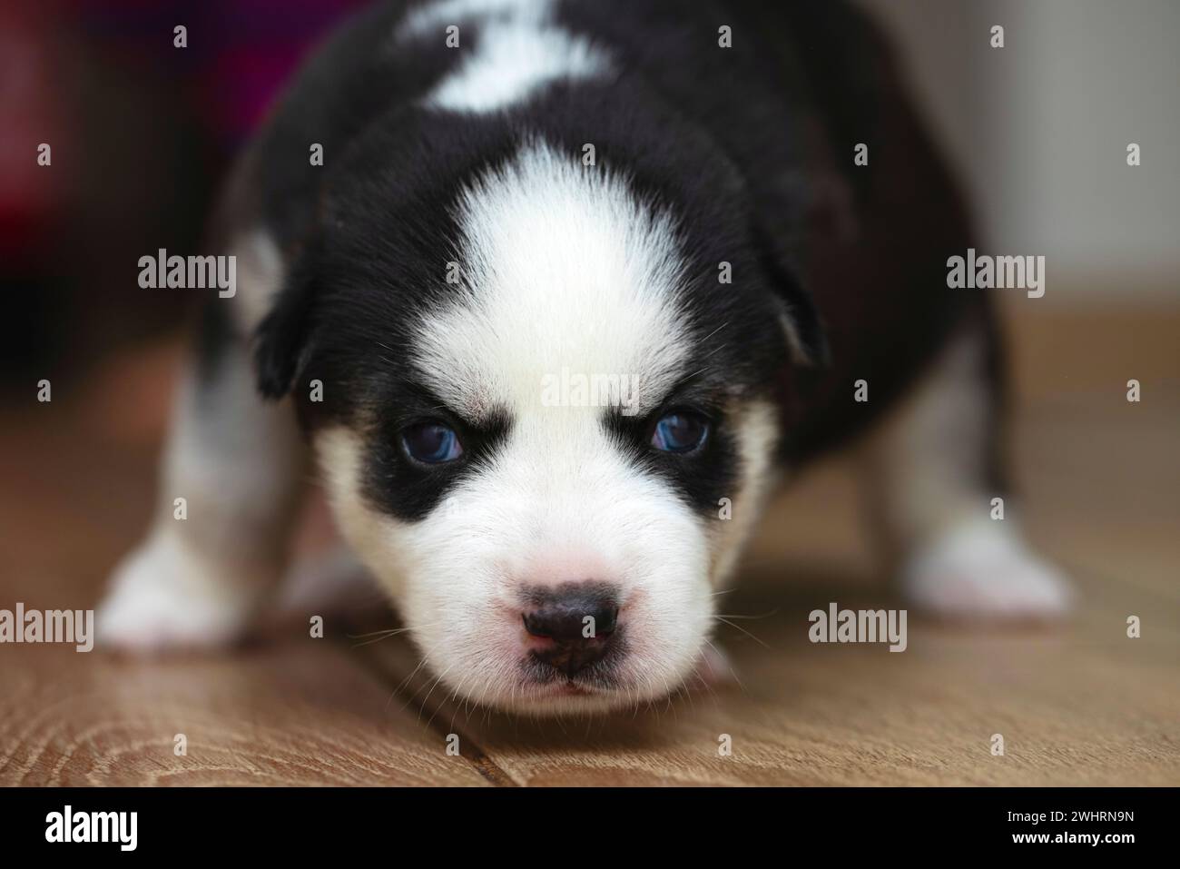 Cucciolo Husky con occhi blu Foto Stock