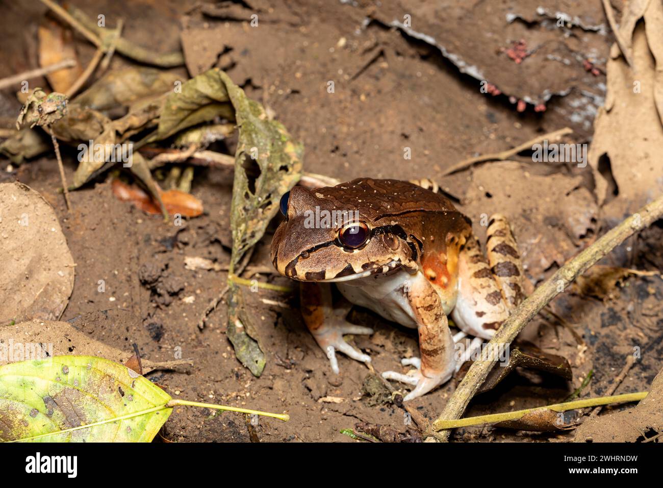Selvaggina (Leptodactylus savagei), Parco Nazionale Carara, Tarcoles, Costa Rica fauna selvatica. Foto Stock