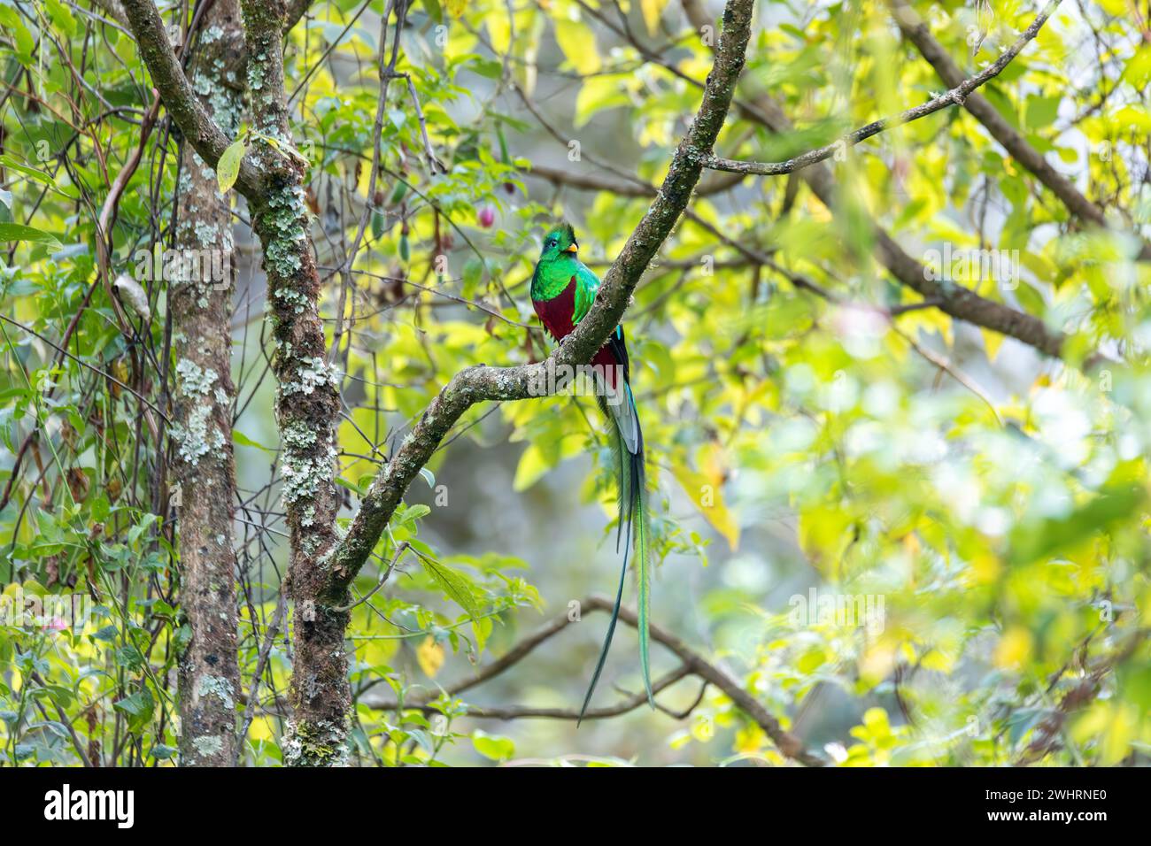 Quetzal risplendente (Pharomachrus mocinno), San Gerardo de Dota, fauna selvatica e birdwatching in Costa Rica. Foto Stock