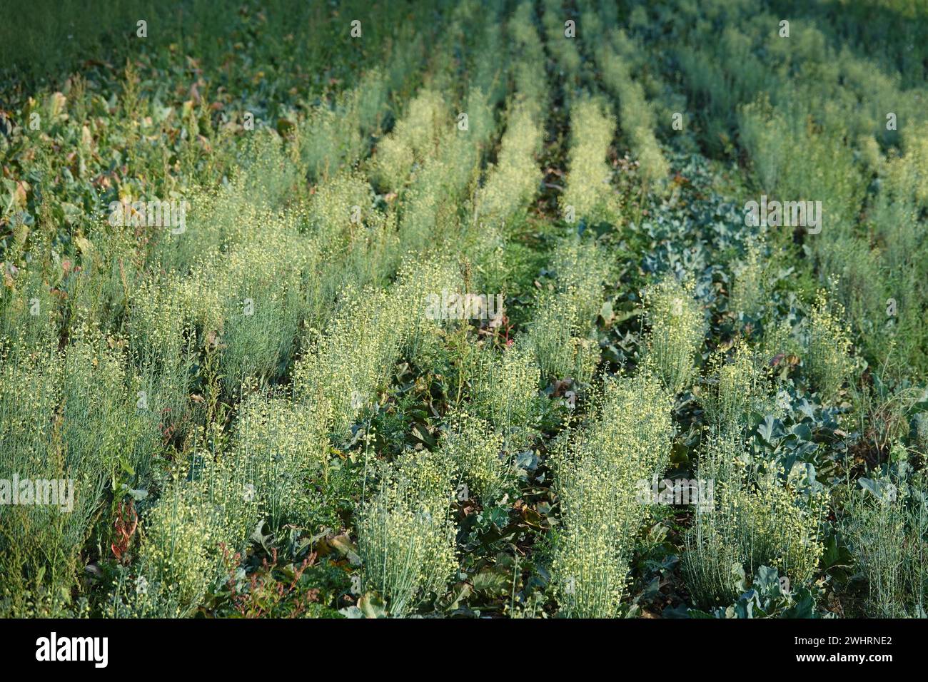 Brassica oleracea Brokkoli, broccoli, fioritura Foto Stock