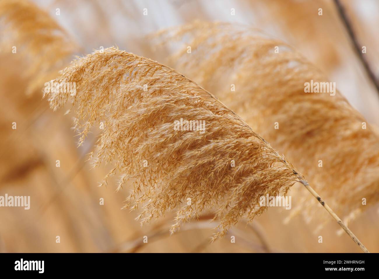 Punta di canna Phragmites australis con colori invernali nelle giornate ventose sulla laguna di Gaianes, Spagna Foto Stock