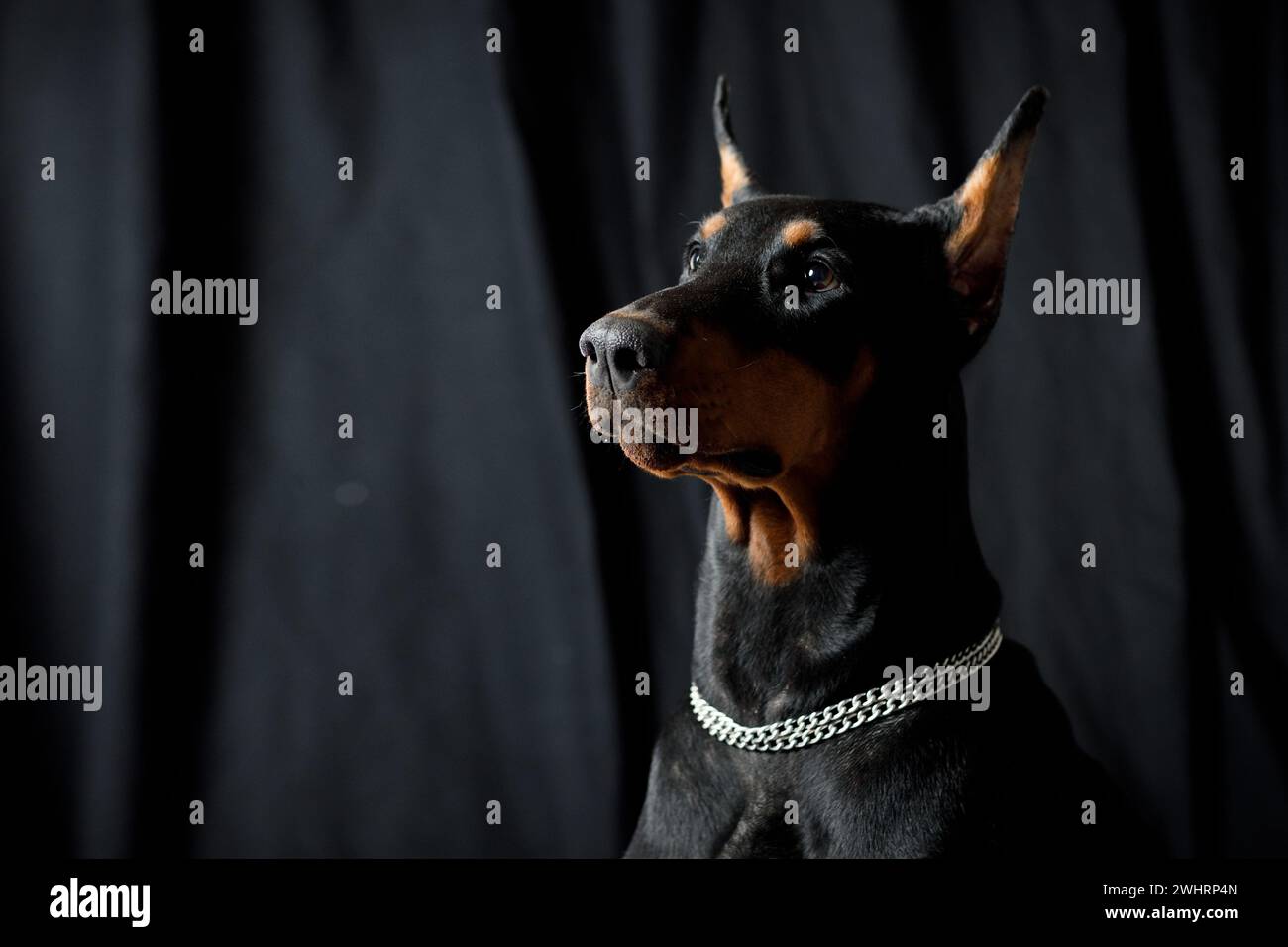Ritratto del cane doberman su studio su sfondo nero. Foto Stock