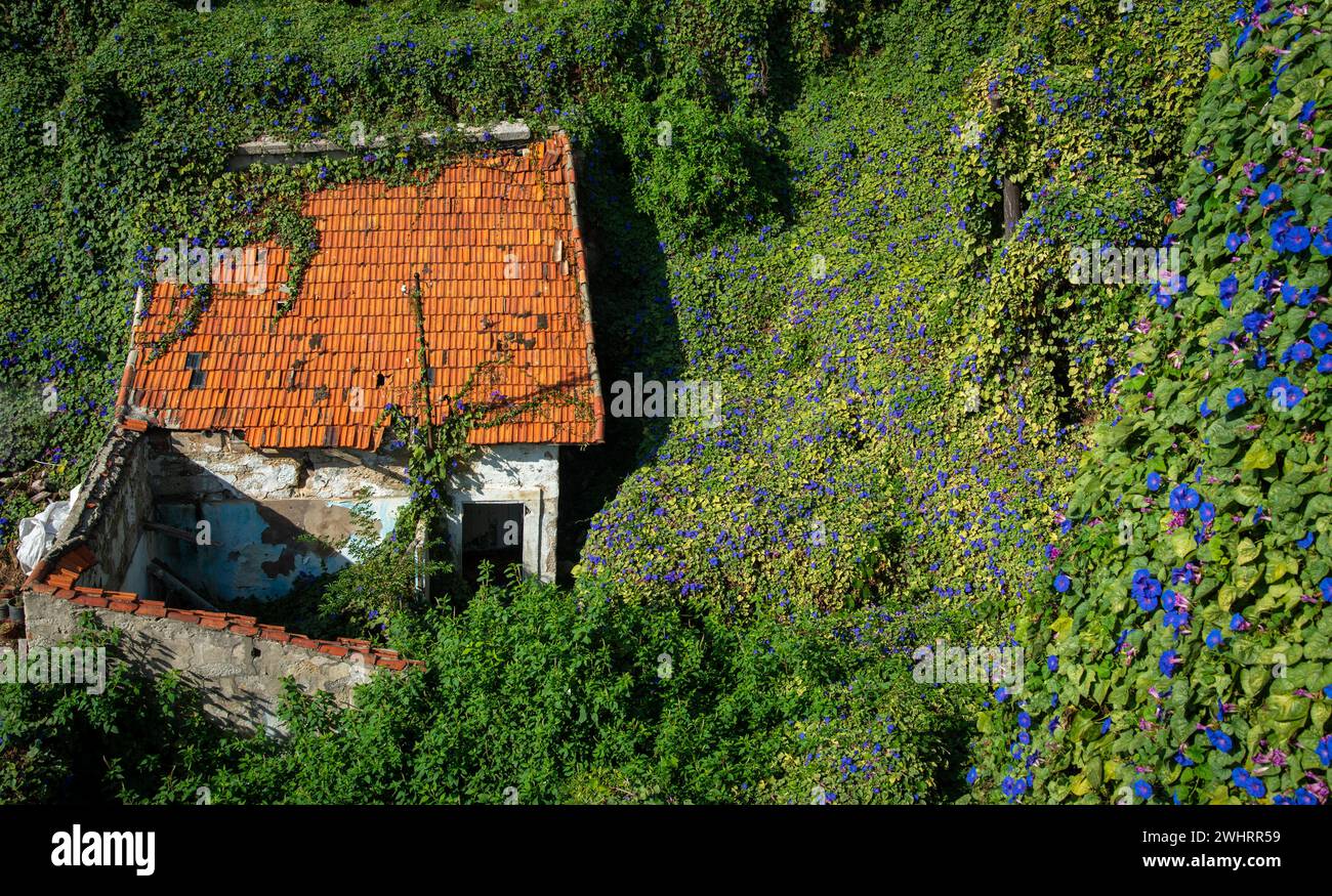 Casa distrutta abbandonata coperta di flora verde all'aperto. Edificio demolito Foto Stock