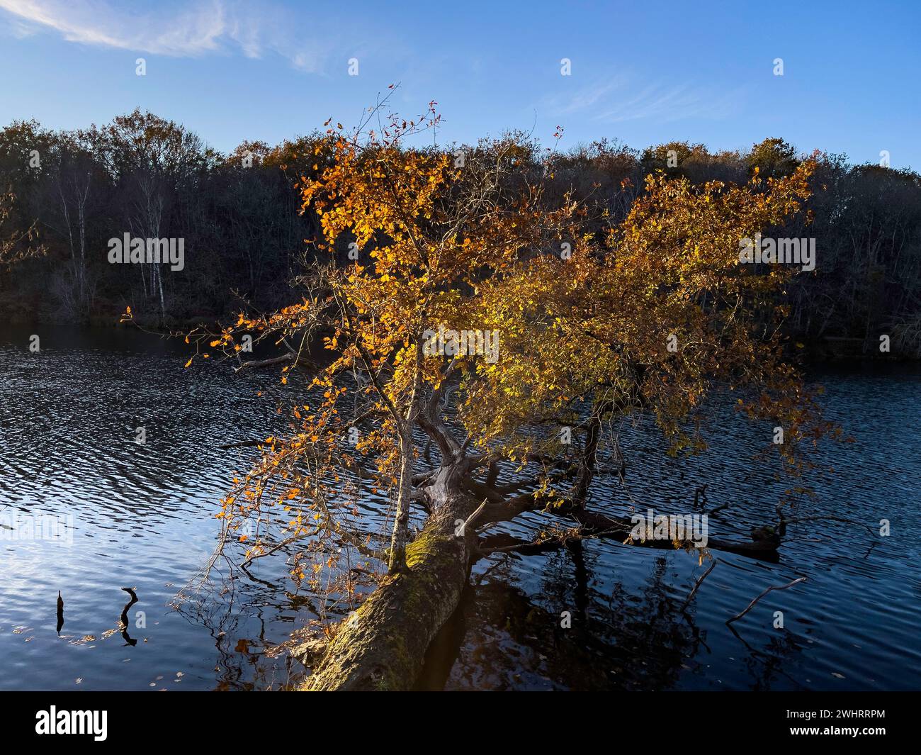 Grand Etang St Estèphe (lago St Estèphe), Dordogna, Francia Foto Stock