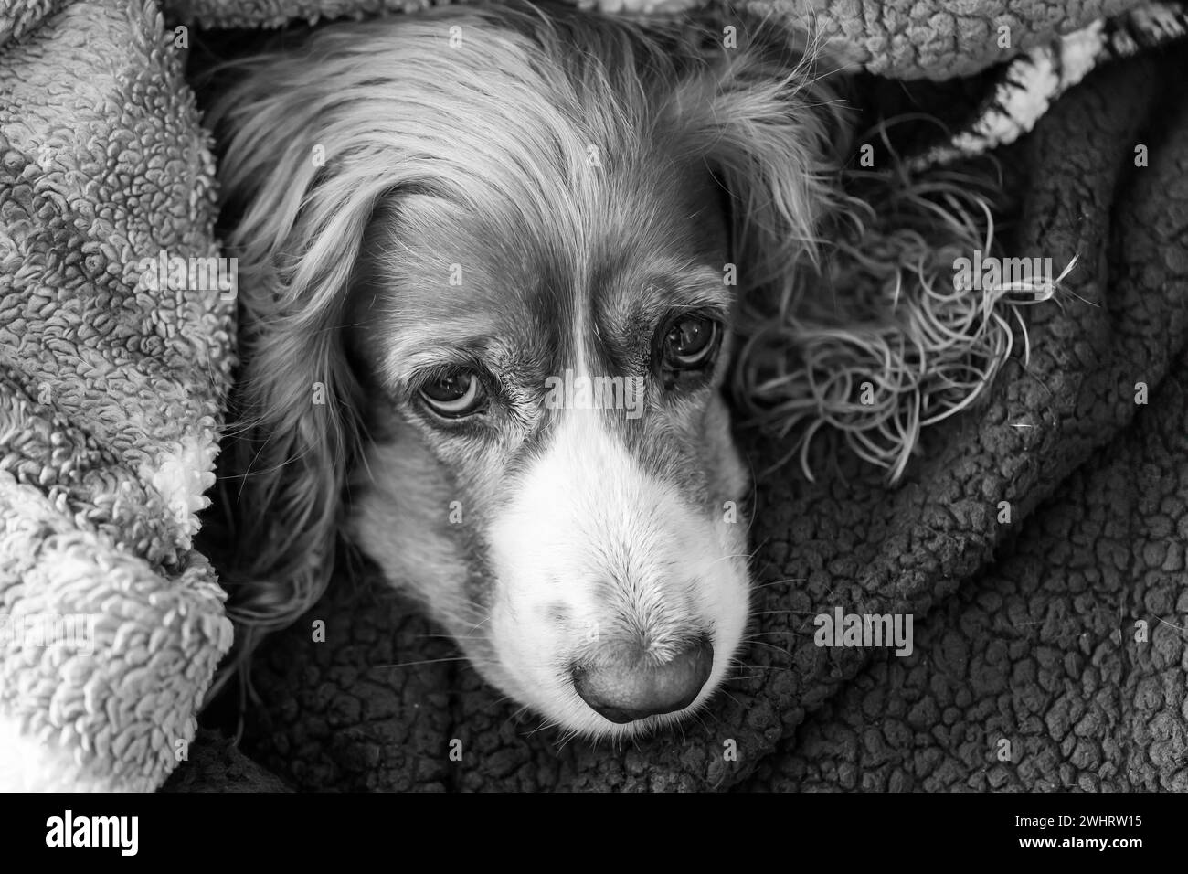 Simpatico animale domestico avvolto in una coperta dopo aver fatto il bagno. Foto Stock