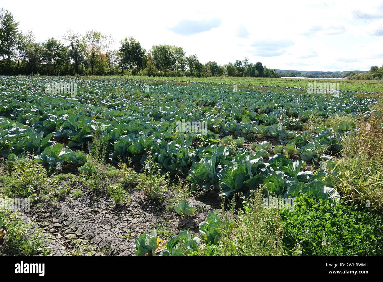 Brassica oleracea, cavolo Foto Stock