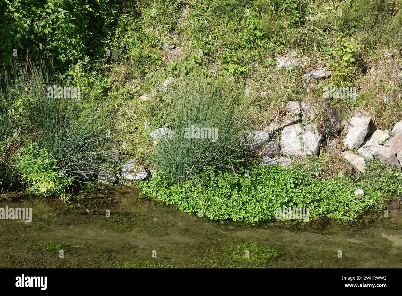 Juncus effusus, rush comune Foto Stock