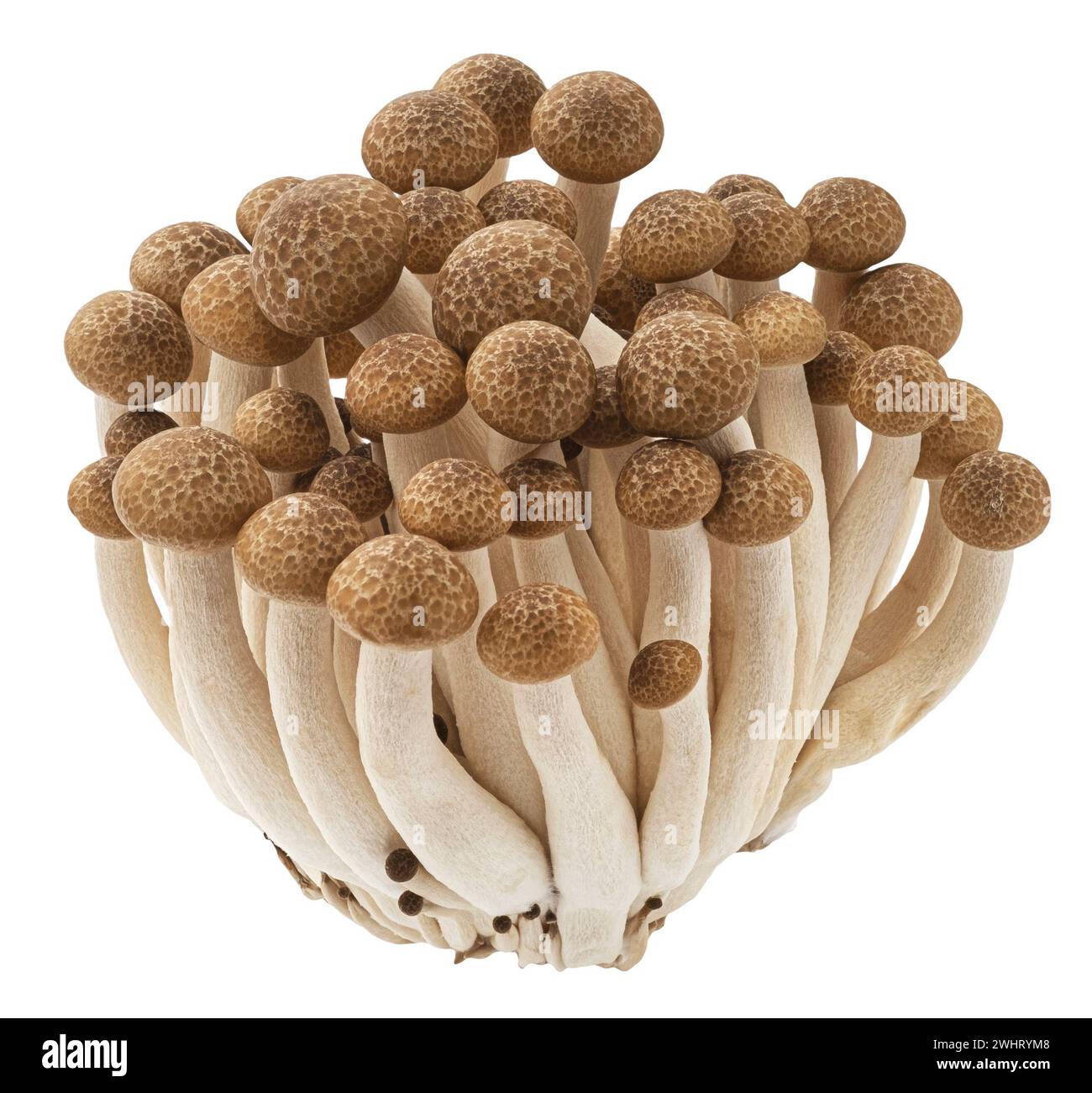 Funghi Shimeji, funghi di faggio marrone isolati su sfondo bianco Foto Stock