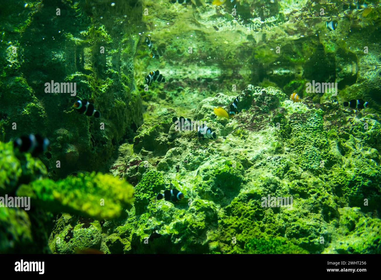 Scuola di pesci Nemo in un acquario marino organizzato con piante d'acqua e rocce. Foto Stock