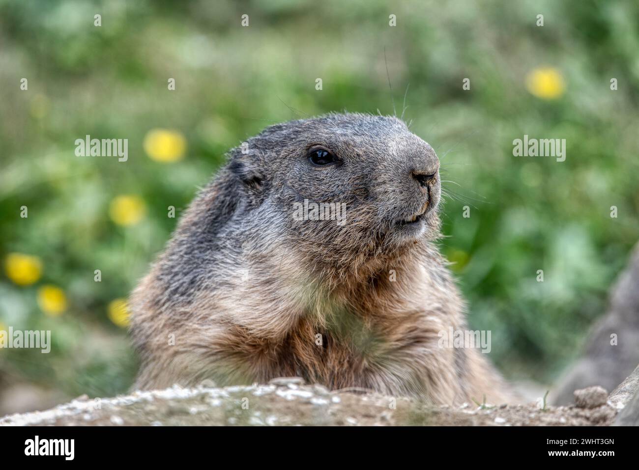 Primo piano grande, carina e soffice Marmota alpina (Marmota marmota), smetti di scavare la sua tana e di guardare la macchina fotografica. Il suo naso e i suoi denti sono pieni di til fresco Foto Stock