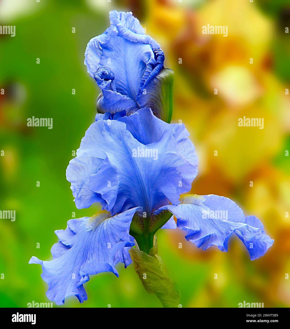 Fiori blu che fioriscono in un paesaggio lussureggiante di alberi e cespugli Foto Stock