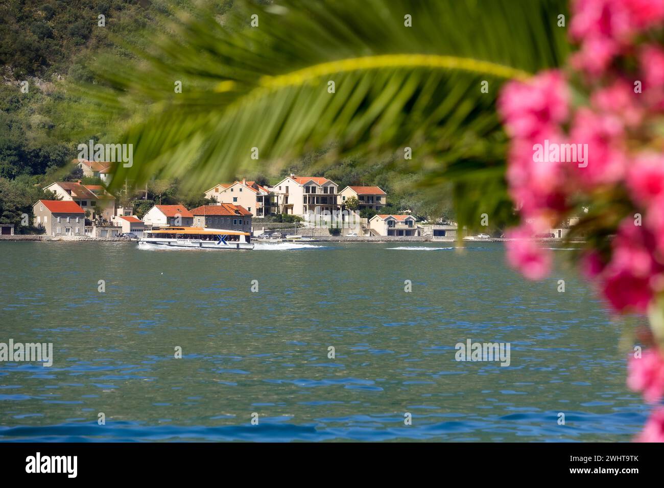 Barca nella baia di Cattaro, Montenegro, fiori rosa Foto Stock
