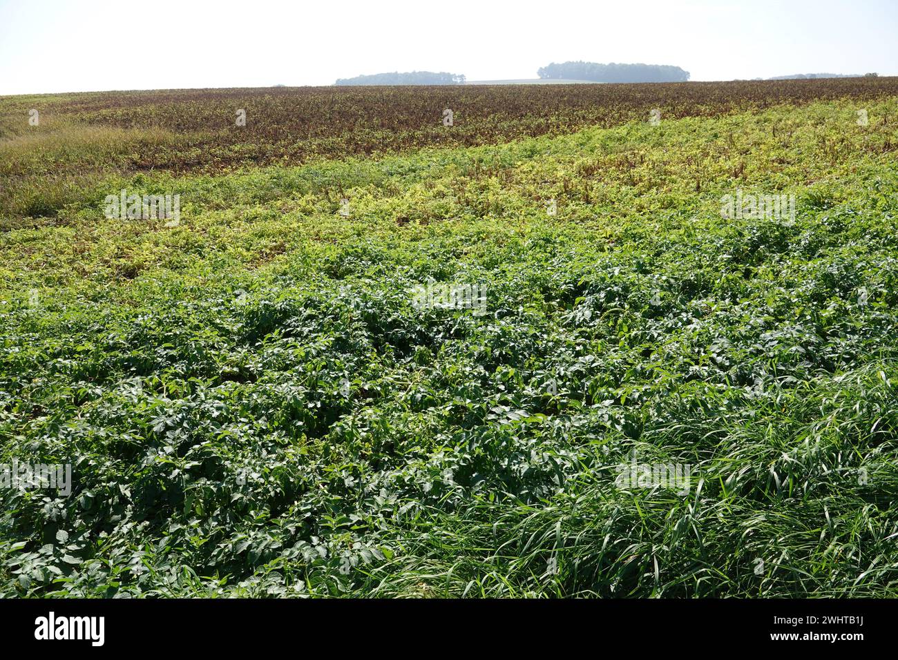 Solanum tuberosum, patata Foto Stock