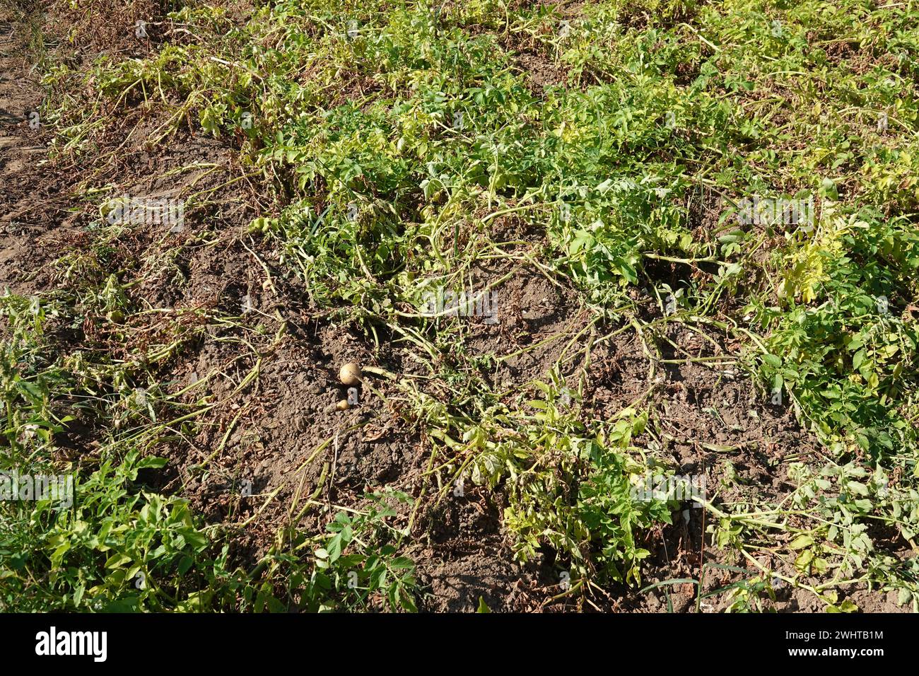 Solanum tuberosum, patata Foto Stock