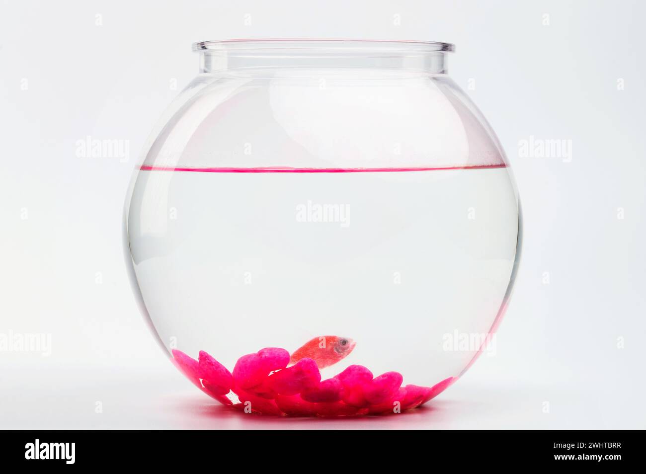 Un pesce arancione su una sfera rotonda con vista laterale, sfondo bianco isolato in studio Foto Stock