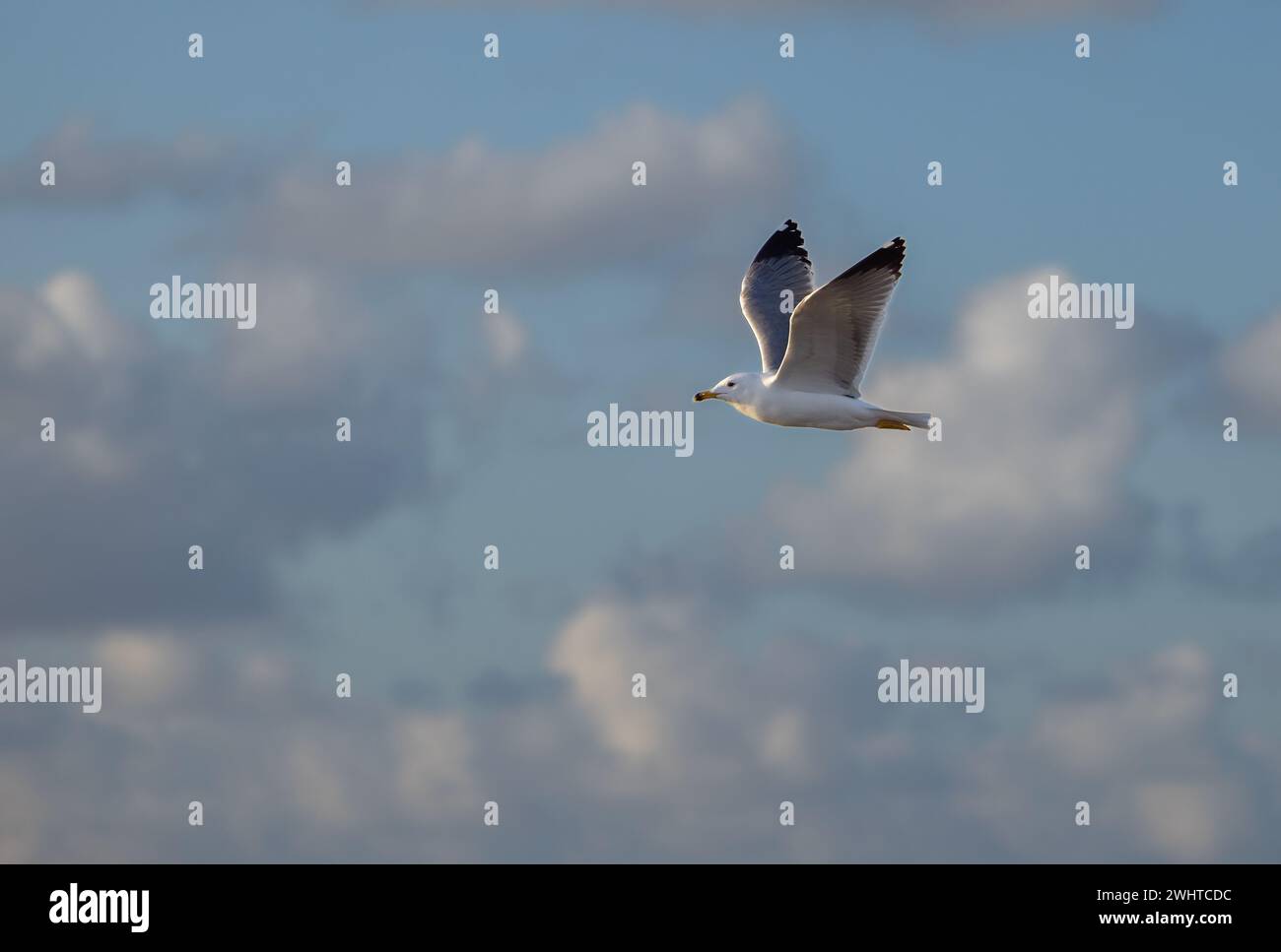 bellissimo gabbiano sullo sfondo delle nuvole al tramonto Foto Stock