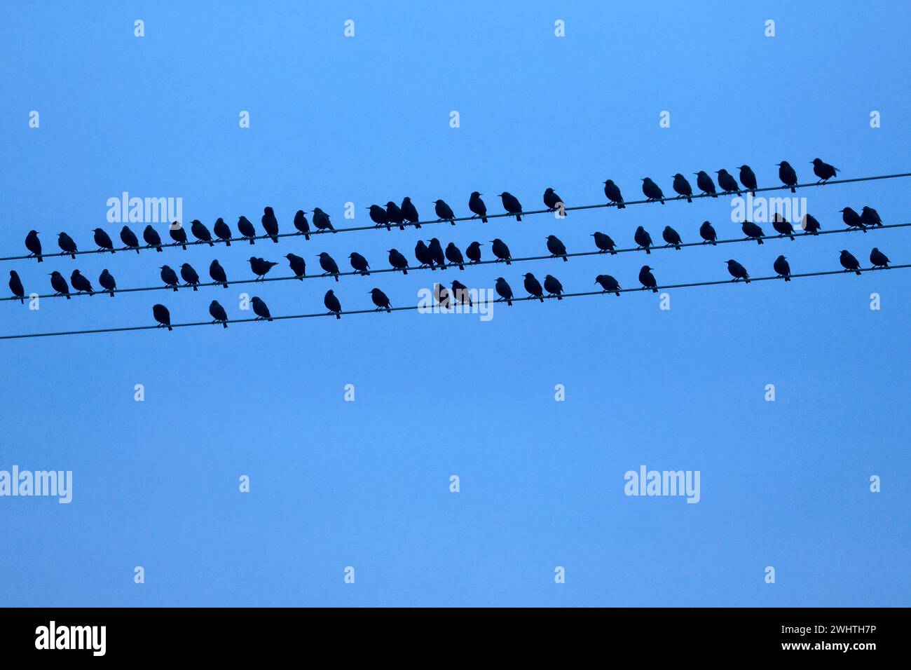 Vögel sitzen im Winter auf einer Stromleitung. Neustadt Wied, 11.02.2024 Rheinland-Pfalz Deutschland *** uccelli seduti su una linea elettrica in inverno Neustadt Wied , 11 02 2024 Renania Palatinato Germania Copyright: XChristophxHardtx Foto Stock