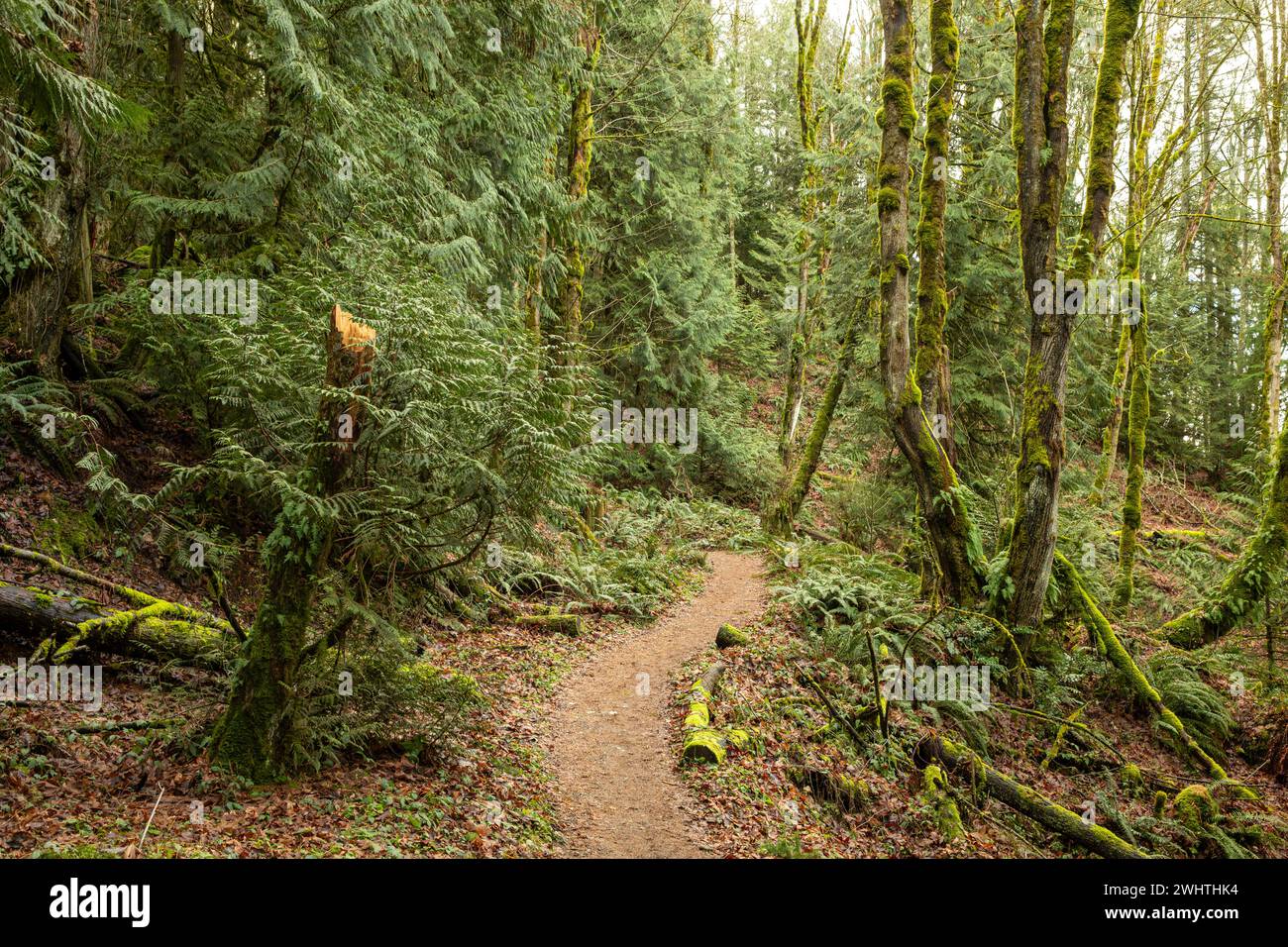 WA25044-00...WASHINGTON - Sentiero da High Point Trailhead a PooPoo Point e oltre nell'area delle Alpi Issaquah. Foto Stock