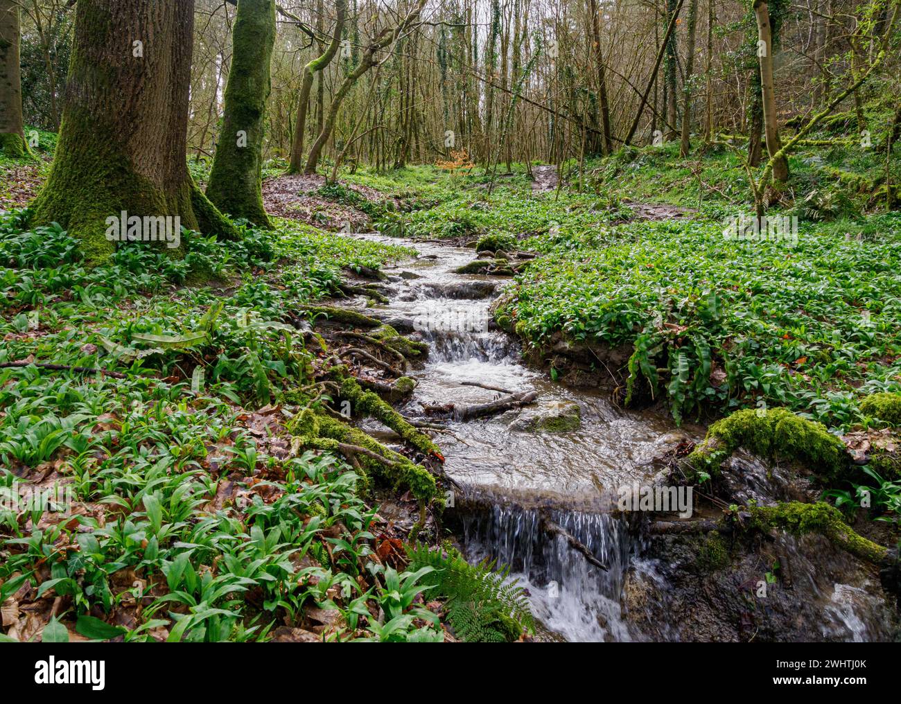 Brook che attraversa Tanpit Wood nella zona di Gordano, nel Somerset orientale, all'inizio della primavera Foto Stock