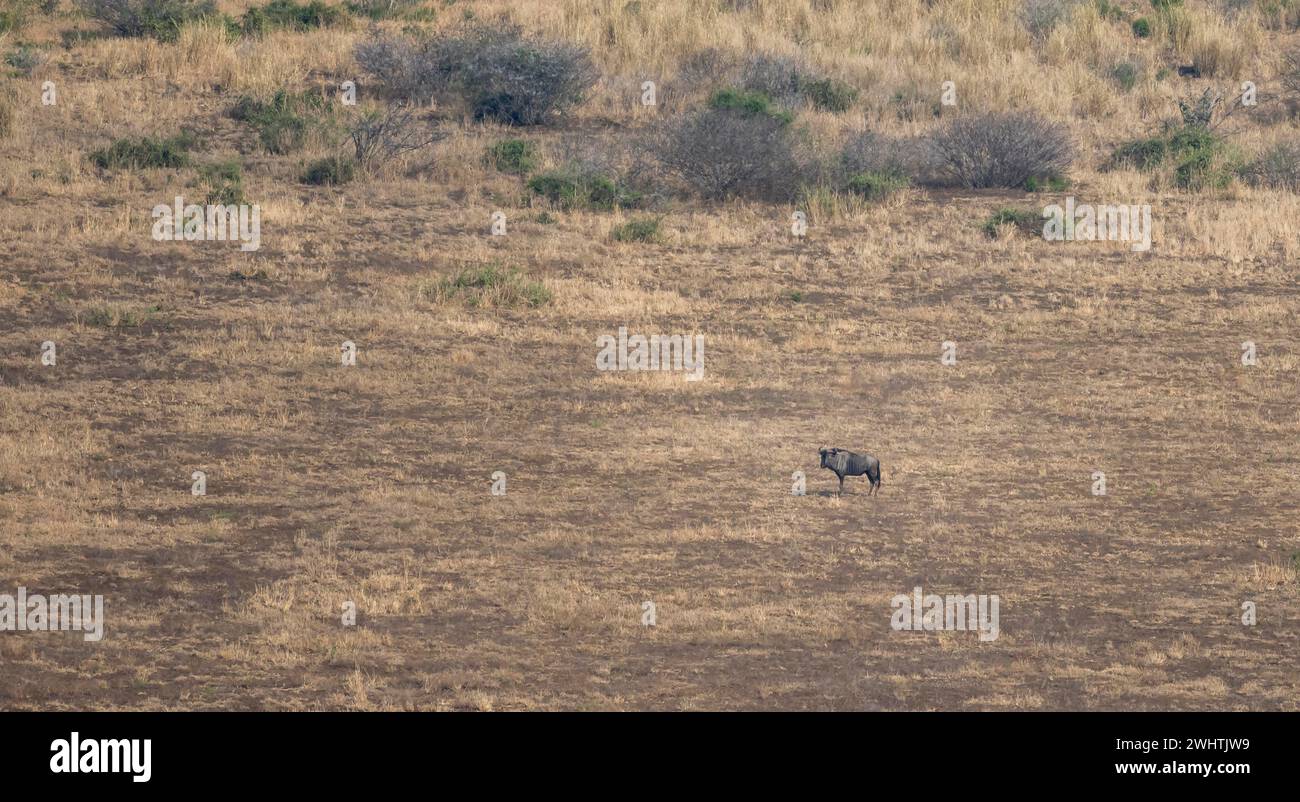 GNU blu (Connochaetes taurinus) nella savana secca, dall'alto, nel Kruger National Park, Sudafrica Foto Stock