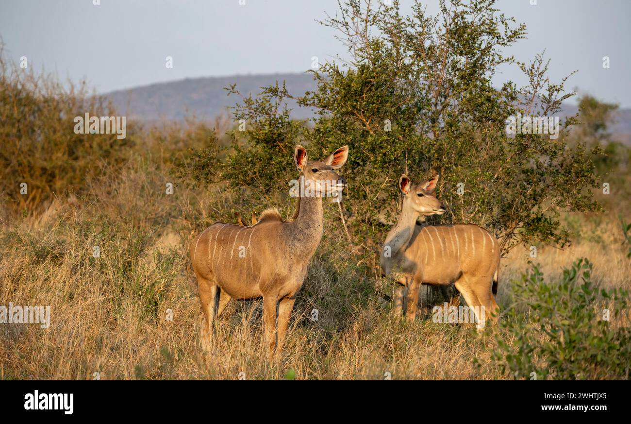 Greater Kudu (Tragelaphus strepsiceros) in erba secca, donne adulte alla luce della sera, allerta, Parco Nazionale di Kruger, Sudafrica Foto Stock