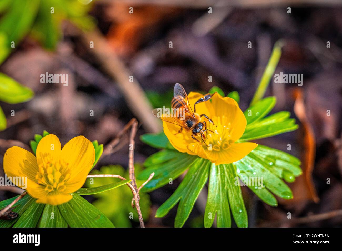 Api mellifere (Apis mellifera Linnaeus) sul fiore di un aconite invernale (Eranthis hyemalis), Jena, Turingia, Germania Foto Stock