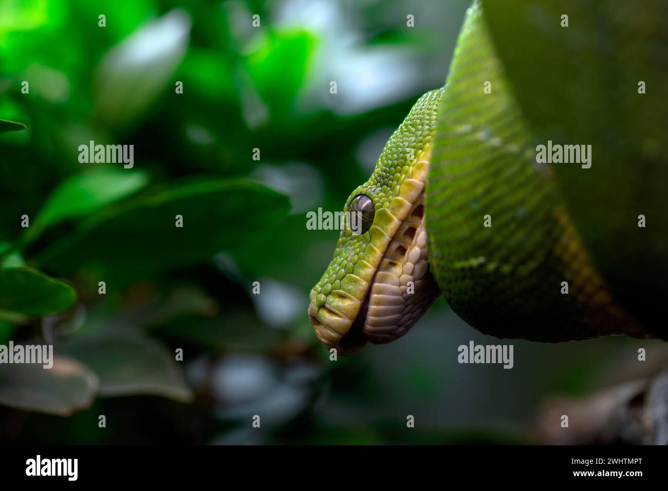 Pitone verde (Morelia viridis), prigioniero, occorrenza nuova Guinea, Baden-Wuerttemberg, Germania Foto Stock