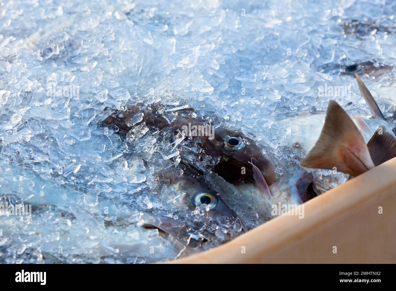 La pesca del giorno - Pesce fresco nel contenitore di spedizione Foto Stock
