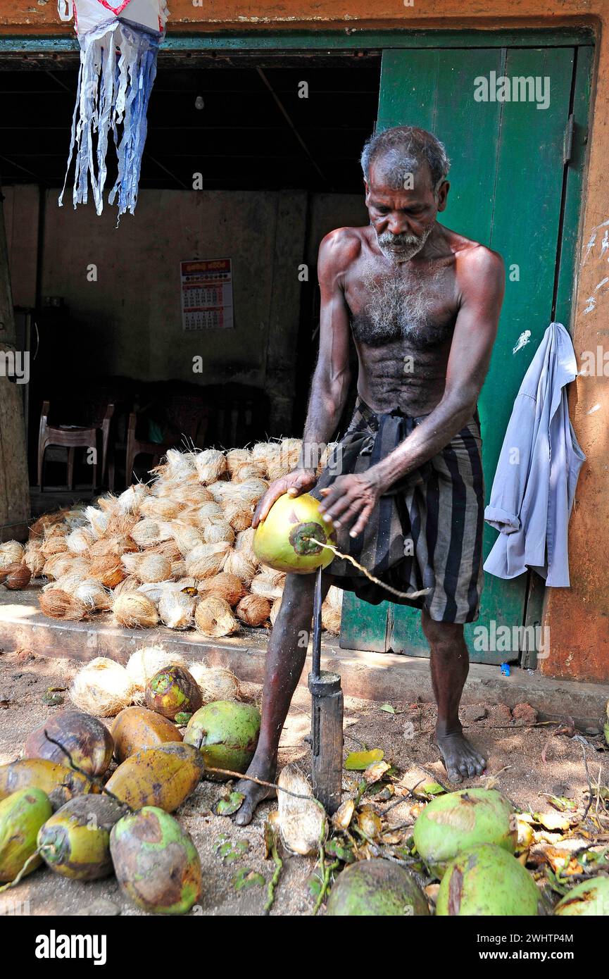 Lavoratore per la rimozione delle conchiglie di cocco, Sri Lanka. Dopo la raccolta, il cocco viene aperto e il guscio esterno viene separato. Foto Stock