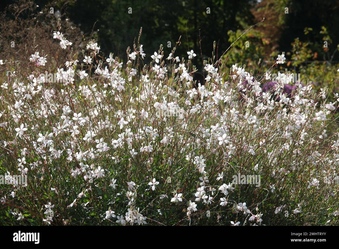 Gaura lindheimeri, gaura bianca Foto Stock