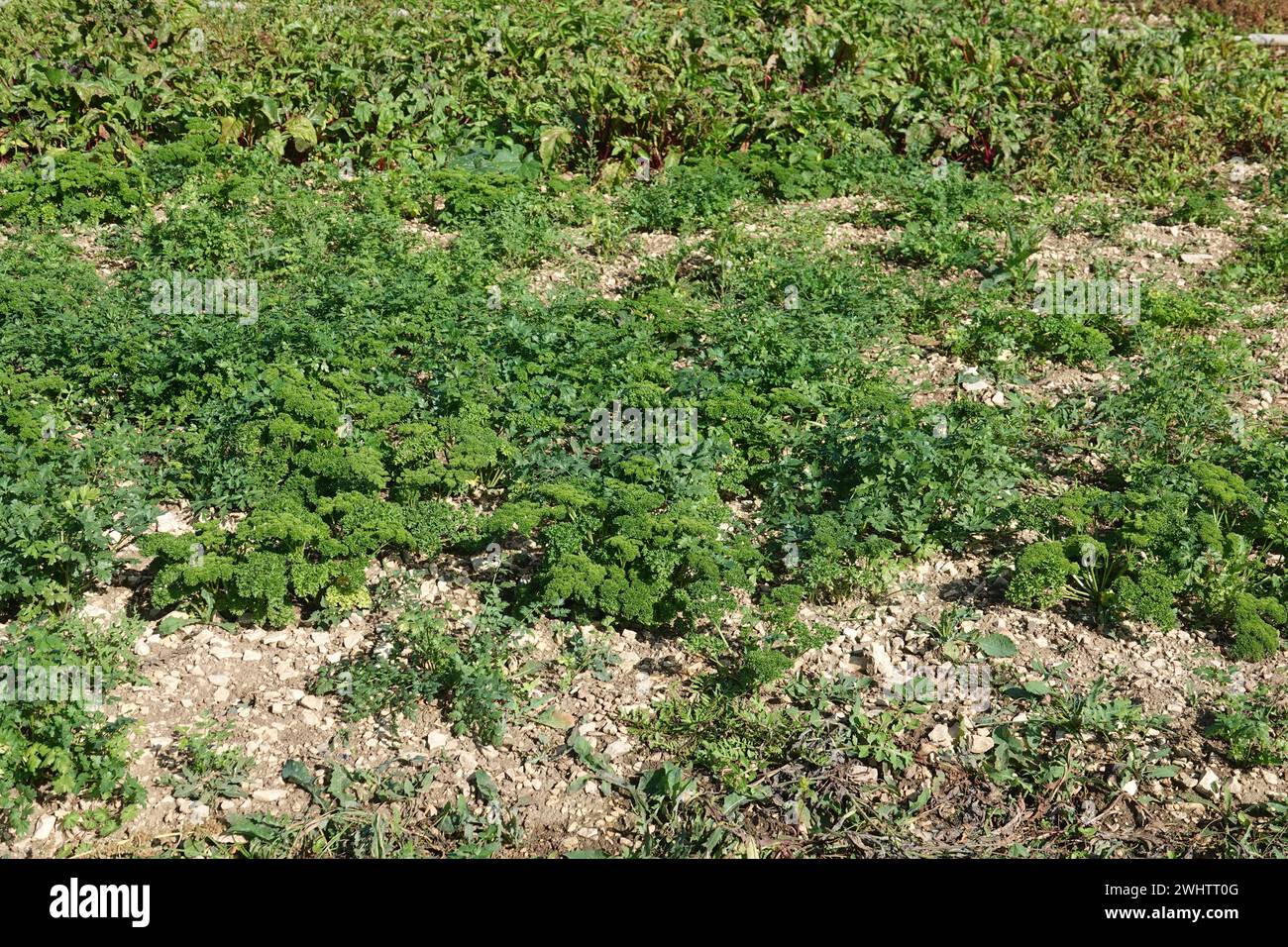 Petroselinum, prezzemolo Foto Stock