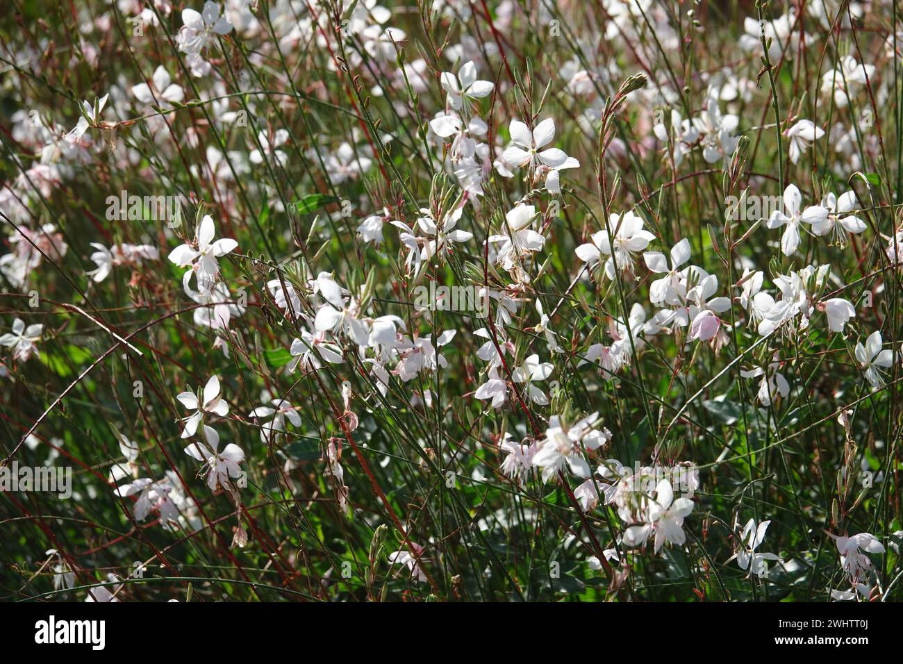 Gaura lindheimeri, gaura bianca Foto Stock