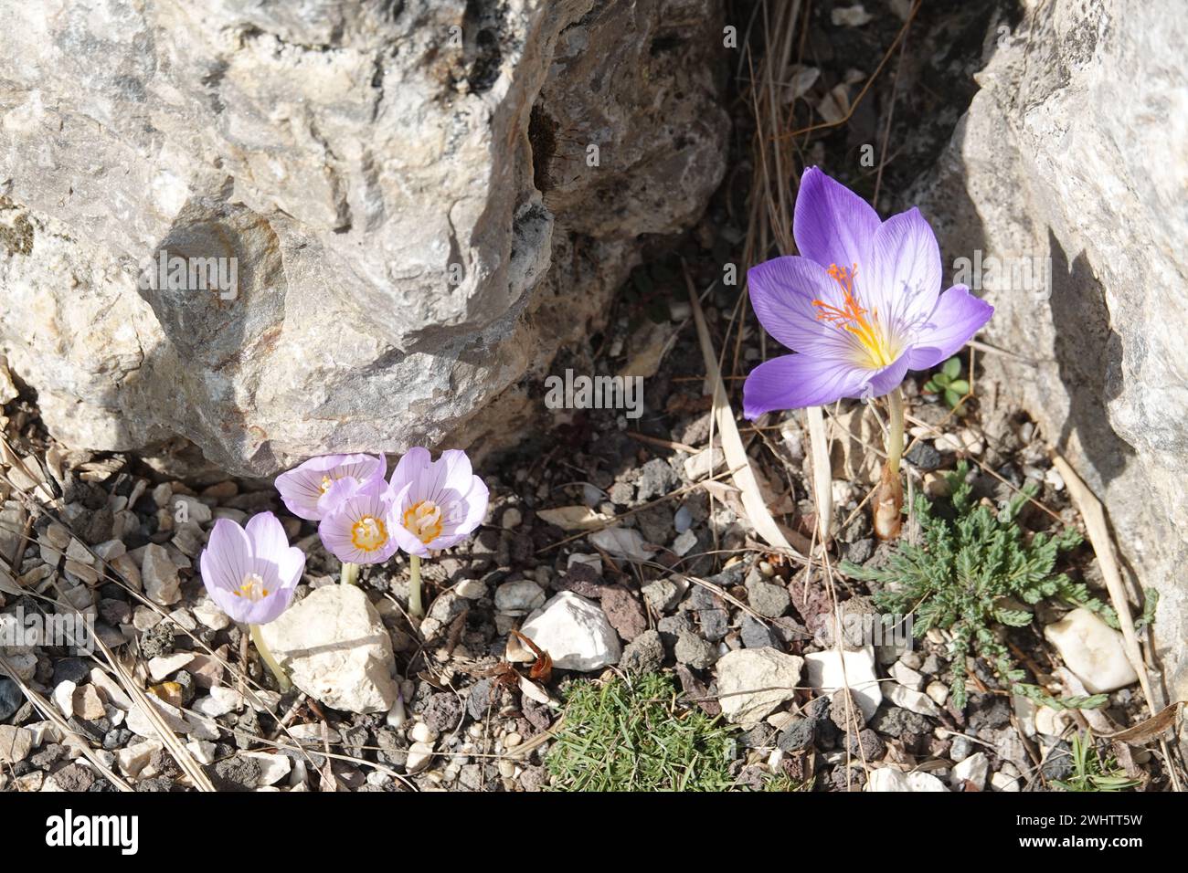 Crocus pulchellus, croco peloso Foto Stock