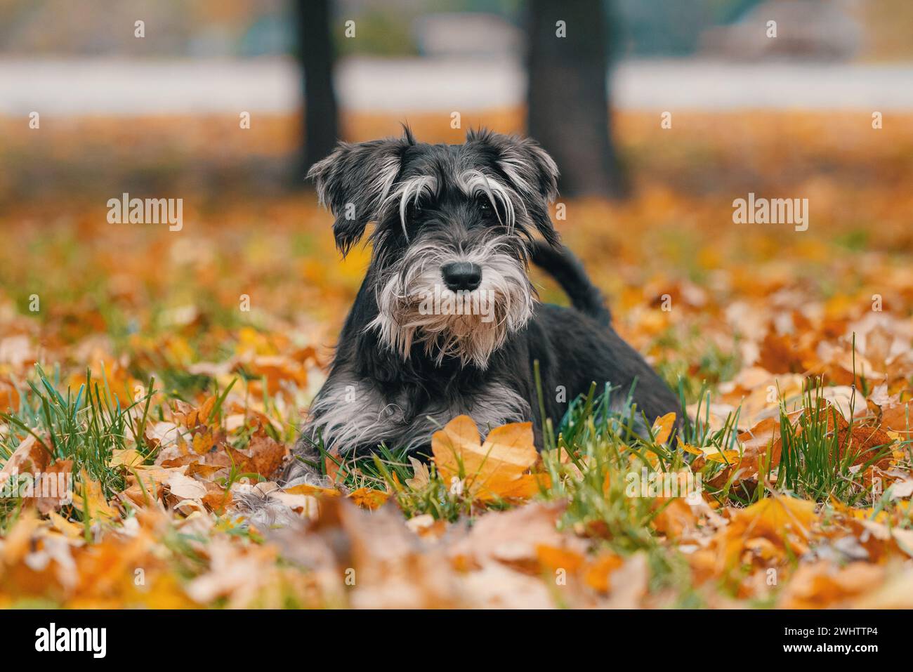 Il cane schnauzer in miniatura giace in foglie autunnali gialle cadute nel parco Foto Stock