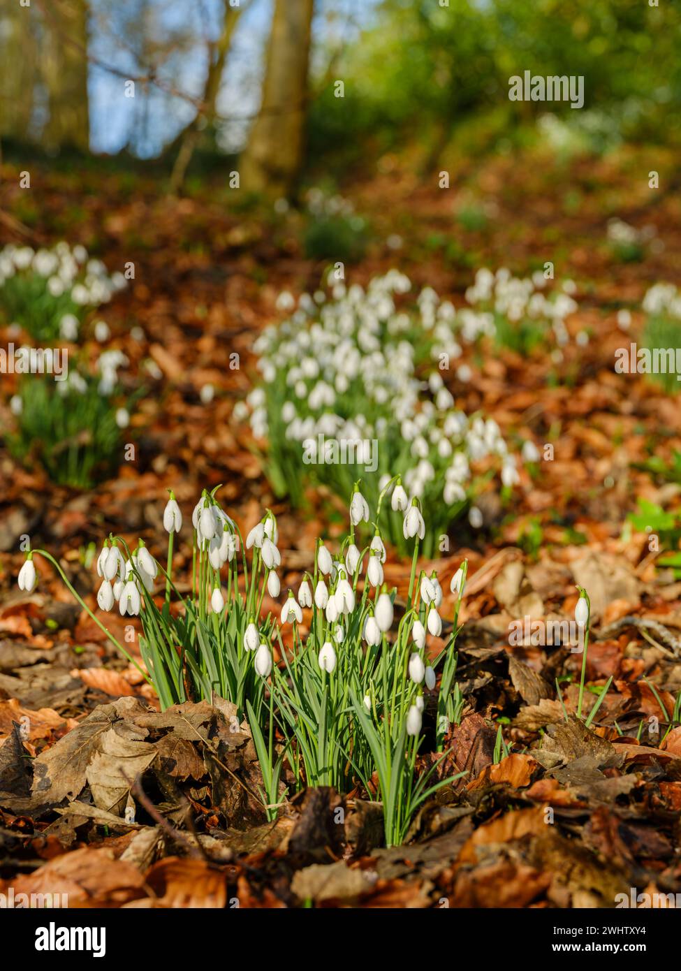 Le Snowdrops di Woodland brillano al sole di febbraio. Le gocce di neve sono piante erbacee robuste che perennano attraverso bulbi sotterranei. Sono tra le orecchie Foto Stock