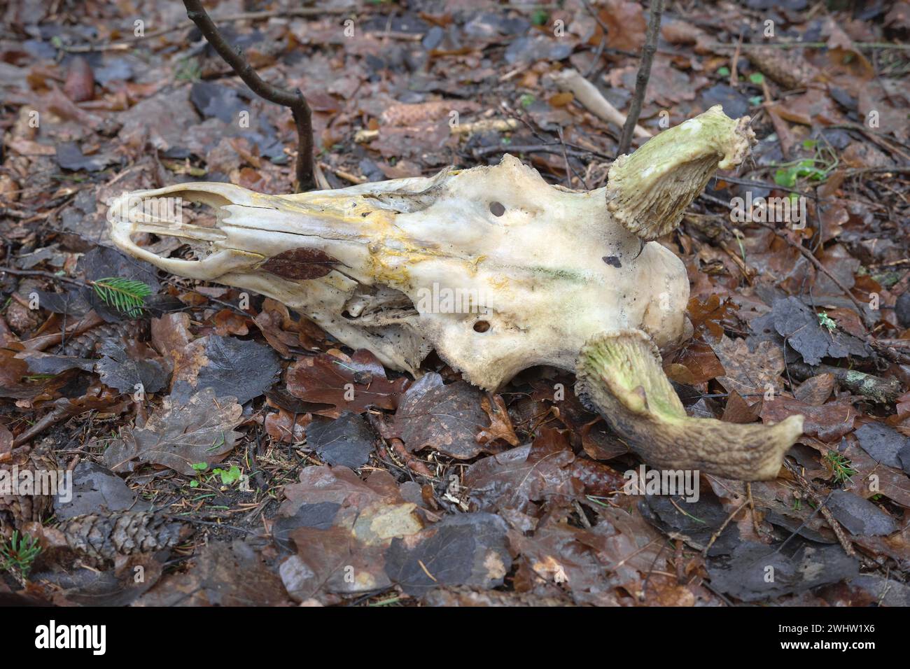 Foto ravvicinata del cranio di un cervo su foglie appassite, messa a fuoco selettiva. Foto Stock