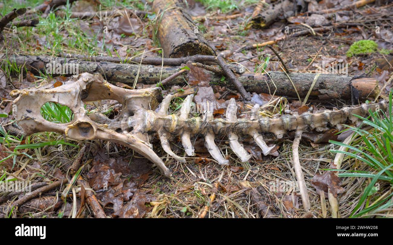 Foto ravvicinata di uno scheletro di cervo in una foresta, messa a fuoco selettiva. Foto Stock